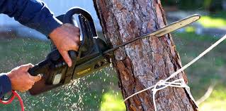 Professional Tree Removal and Landscaping Services in White Plains, NY